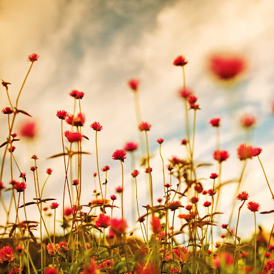 flowerish_meadow